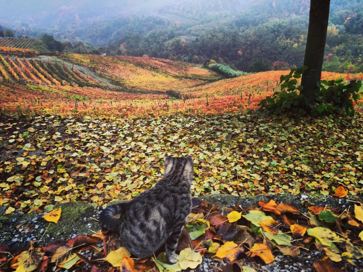 Cascina Bertolotto Wine Resort Spigno Monferrato Bagian luar foto