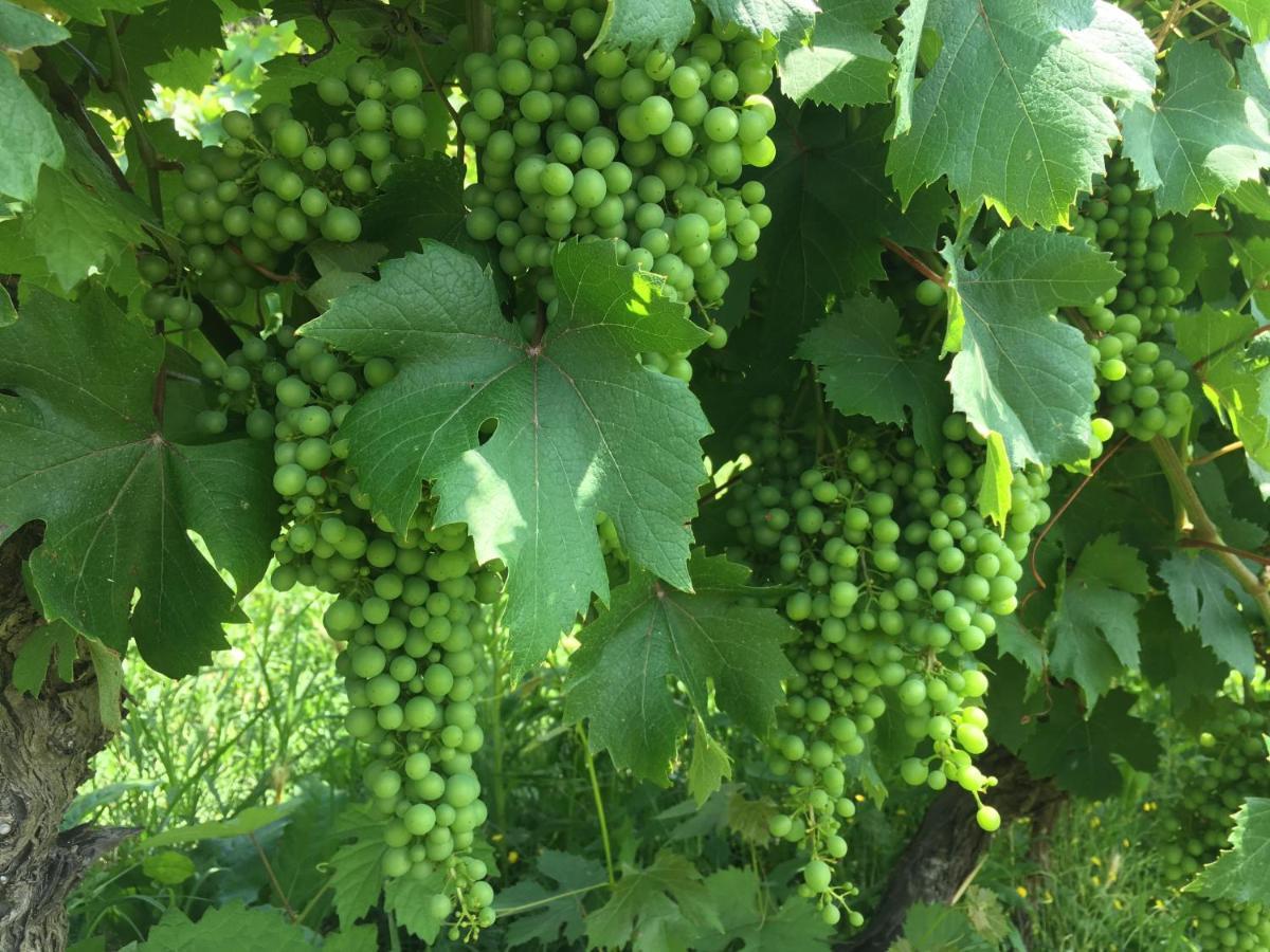 Cascina Bertolotto Wine Resort Spigno Monferrato Bagian luar foto
